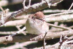 Spizella passerina passerina