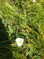 Calochortus apiculatus