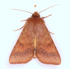 Australothis rubrescens