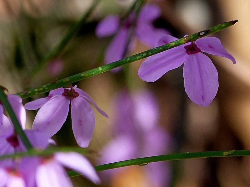 Tetratheca subaphylla
