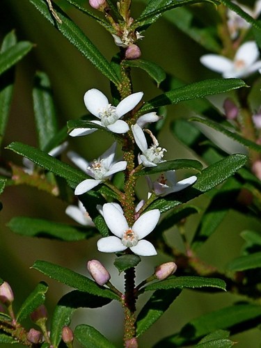Image of Philotheca virgata by (c) Max Campbell, some rights reserved (CC BY)
