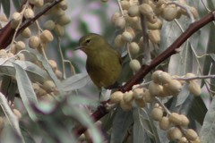 Leiothlypis celata lutescens