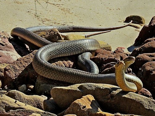 Eastern Brown Snake sighting