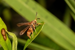 Vitacea polistiformis