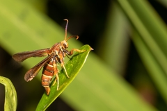 Vitacea polistiformis