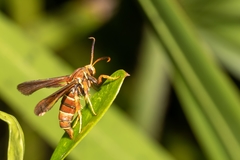 Vitacea polistiformis