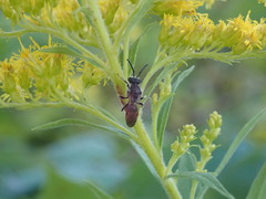 Sphecodes davisii