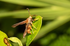 Vitacea polistiformis