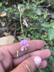 Desmodium grahamii