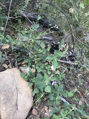 Desmodium grahamii