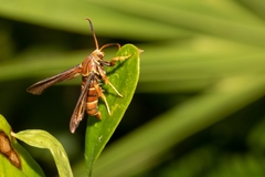 Vitacea polistiformis