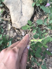 Desmodium grahamii