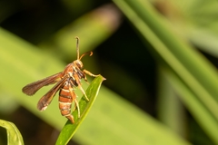 Vitacea polistiformis