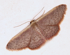 Idaea costaria