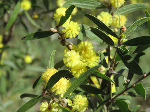 Acacia rostriformis, photograph 6