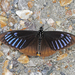Papilio slateri slateri - Photo (c) Shriram Bhakare,  זכויות יוצרים חלקיות (CC BY-NC), הועלה על ידי Shriram Bhakare