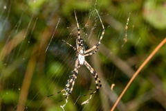 Argiope aurantia image