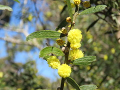 Acacia rostriformis