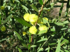 Acacia rostriformis