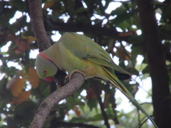 Psittacula krameri