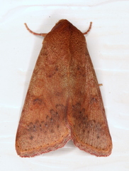 Australothis rubrescens