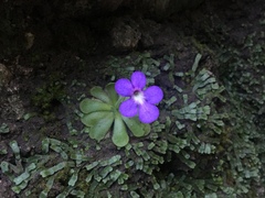 Pinguicula cyclosecta