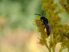 Sphecodes davisii