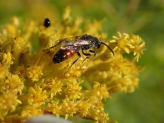 Sphecodes davisii