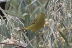 Leiothlypis celata orestera