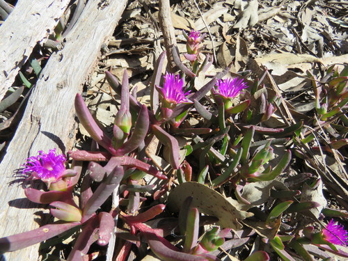 Image of Carpobrotus modestus by (c) Elspeth Swan, some rights reserved (CC BY)