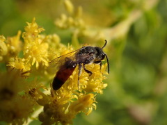 Sphecodes davisii