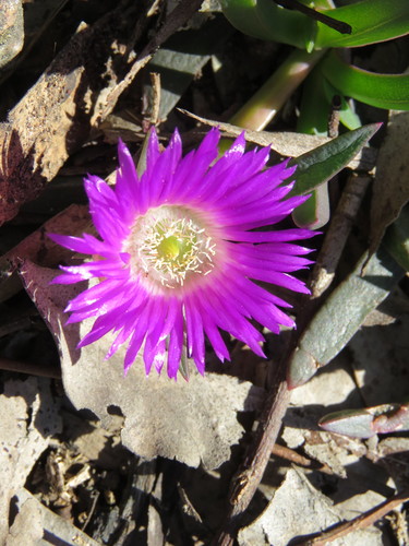 Image of Carpobrotus modestus by (c) Elspeth Swan, some rights reserved (CC BY)