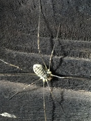 Odiellus aspersus