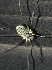 Odiellus aspersus