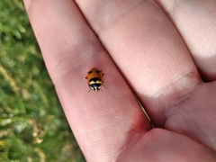 Hippodamia quinquesignata