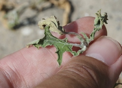 Datura quercifolia