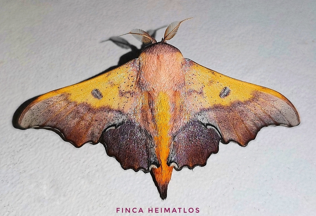 Lacosoma valeroides