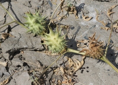 Datura quercifolia