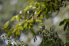 Psilopogon armillaris