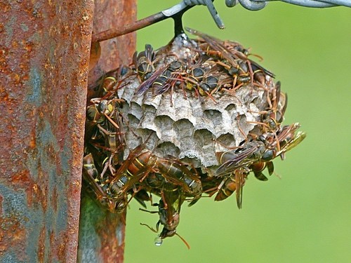 Australian Paper Wasp photo 4