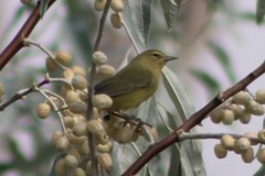 Leiothlypis celata lutescens