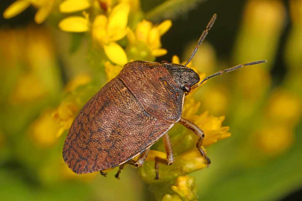 Homaemus aeneifrons