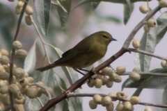 Leiothlypis celata lutescens