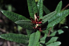 Olearia oppositifolia