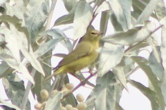 Leiothlypis celata lutescens