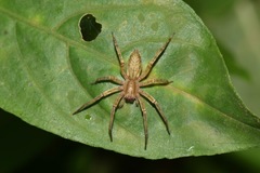 Araneae