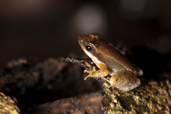 Micrixalus niluvasei