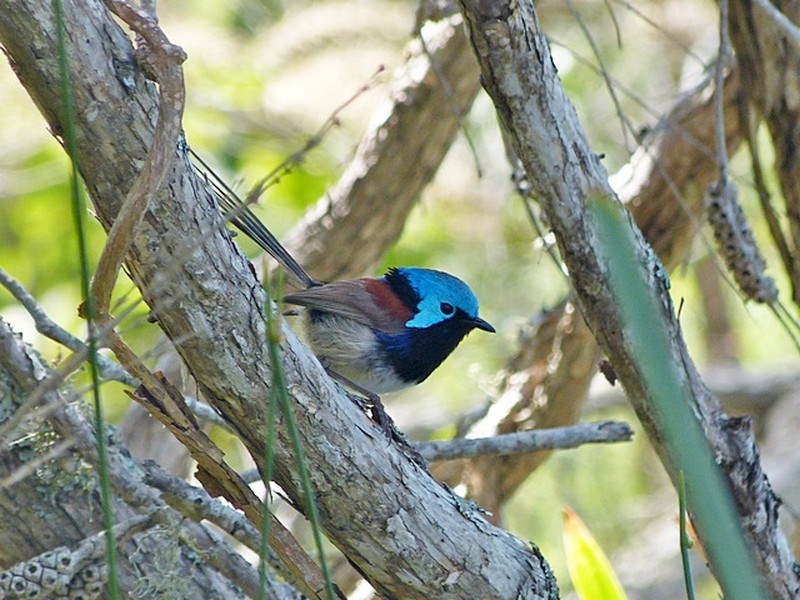 Variegated Fairywren illustration