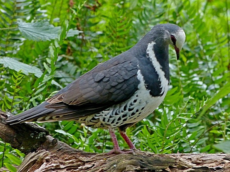 Wonga Pigeon illustration