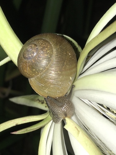 Cuban Brown Snail
